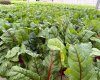 263058 Township Road 252, Rural Wheatland County, Alberta T0J 1Y0, 0 , 0 ,0,Agri-business,For Sale,Township Road 252,0,A2328302