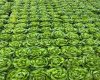 263058 Township Road 252, Rural Wheatland County, Alberta T0J 1Y0, 0 , 0 ,0,Agri-business,For Sale,Township Road 252,0,A2328302