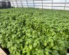 263058 Township Road 252, Rural Wheatland County, Alberta T0J 1Y0, 0 , 0 ,0,Agri-business,For Sale,Township Road 252,0,A2328302