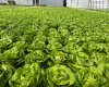 263058 Township Road 252, Rural Wheatland County, Alberta T0J 1Y0, 0 , 0 ,0,Agri-business,For Sale,Township Road 252,0,A2328302