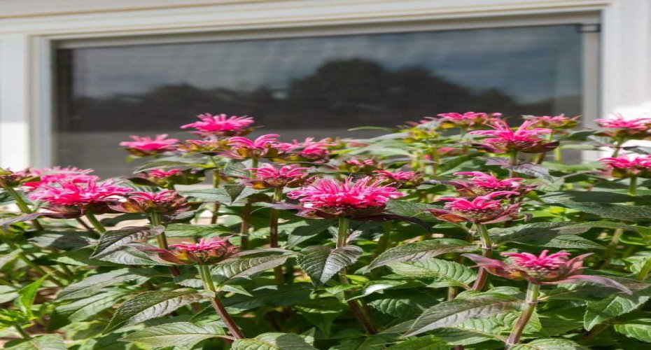 92 Sharpe Crescent, Medicine Hat, Alberta T1B3Y6, 4 Bedroom Bedrooms, 0 ,2 BathroomBathrooms,Residential,For Sale,Sharpe,0,A2327637