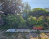 Fruit Bushes