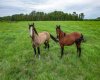 Range Road 261, Rural Lacombe County, Alberta T0M 0J0, 0 , 0 ,0,Land,For Sale,Range Road 261,0,A2328175