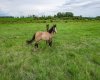 Range Road 261, Rural Lacombe County, Alberta T0M 0J0, 0 , 0 ,0,Land,For Sale,Range Road 261,0,A2328175