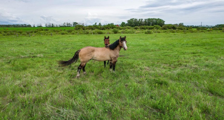 Range Road 261, Rural Lacombe County, Alberta T0M 0J0, 0 , 0 ,0,Land,For Sale,Range Road 261,0,A2328175