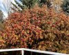 240 Varsity Estates Terrace, Calgary, Alberta T3B 5J4, 4 Bedroom Bedrooms, 0 ,3 BathroomBathrooms,Residential,For Sale,Varsity Estates,0,A2328479