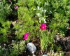 Established gardens bring colour, texture and charm to the property.