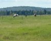 Range Road 62, Rural Mountain View County, Alberta T0M 1X0, 3 Bedrooms Bedrooms, ,2 BathroomsBathrooms,Residential,For Sale,Range Road 62,A2329348