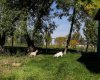298 1 Avenue, Glenwood, Alberta T0K 2R0, 5 Bedroom Bedrooms, 0 ,2 BathroomBathrooms,Residential,For Sale,1,0,A2348325
