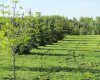 420054 Range Road 283, Rimbey, Alberta T0C 2J0, ,Land,For Sale,Range Road 283,A1228400