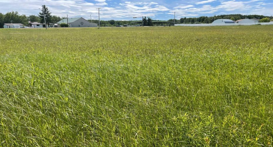 5002 50 St, Rural Brazeau County, Alberta T0E 1Z0, ,Land,For Sale,50 St,A2138513