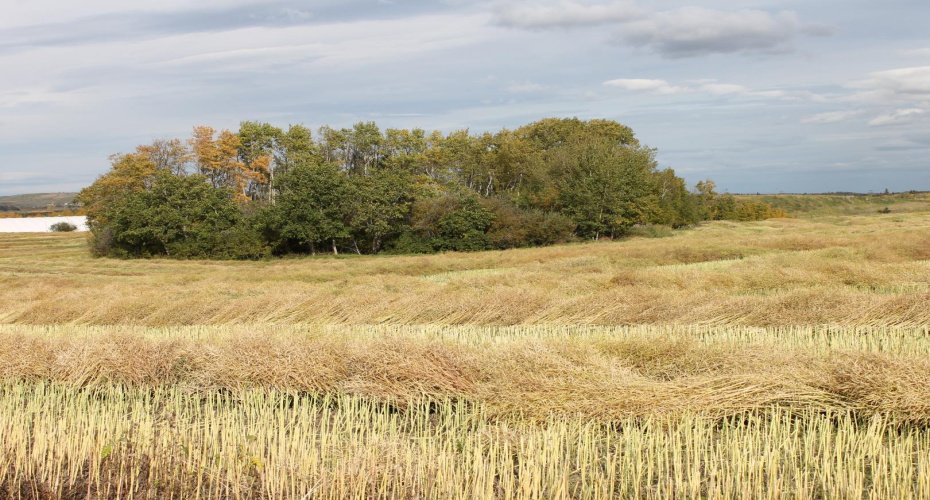 9300 101 Street, Sexsmith, Alberta T0H 3C0, ,Land,For Sale,101,A1165127