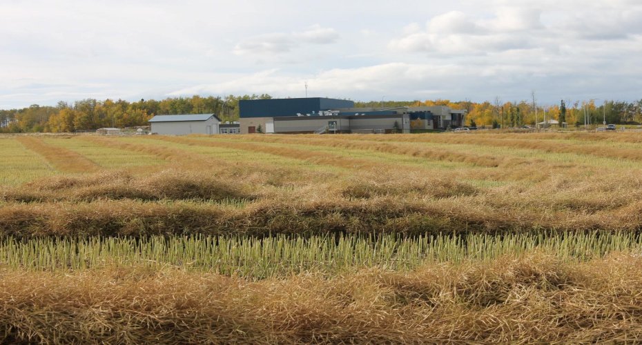 9300 101 Street, Sexsmith, Alberta T0H 3C0, ,Land,For Sale,101,A1165127