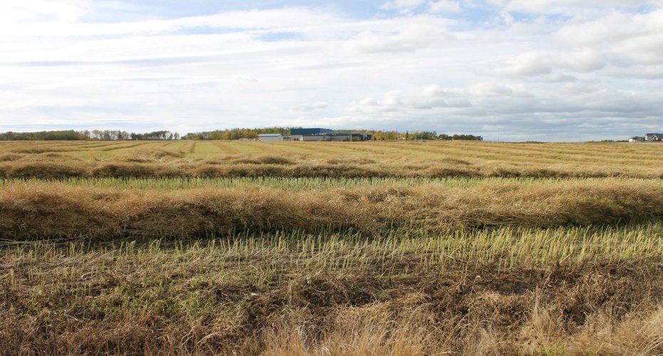 9300 101 Street, Sexsmith, Alberta T0H 3C0, ,Land,For Sale,101,A1165127