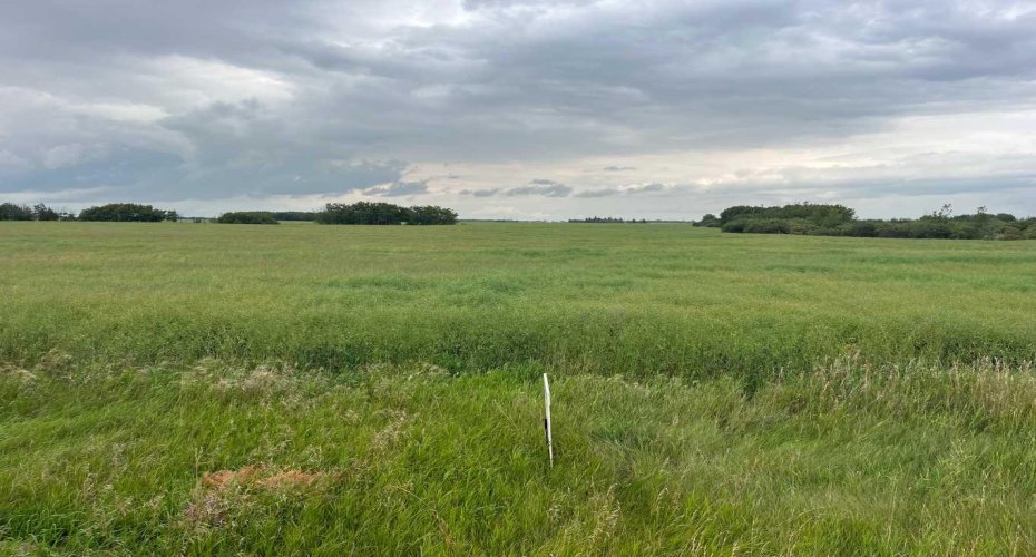 316 Niblock Street, Bawlf, Alberta T0B 0J0, ,Land,For Sale,Niblock,A2076409