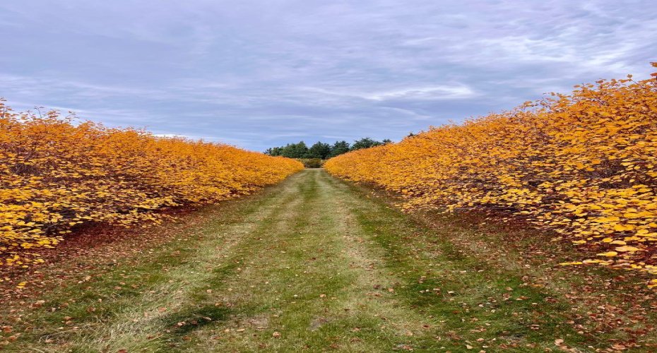 29250 RR 34, Rural Mountain View County, Alberta T0M 0S0, ,Agri-business,For Sale,RR 34,A2173408