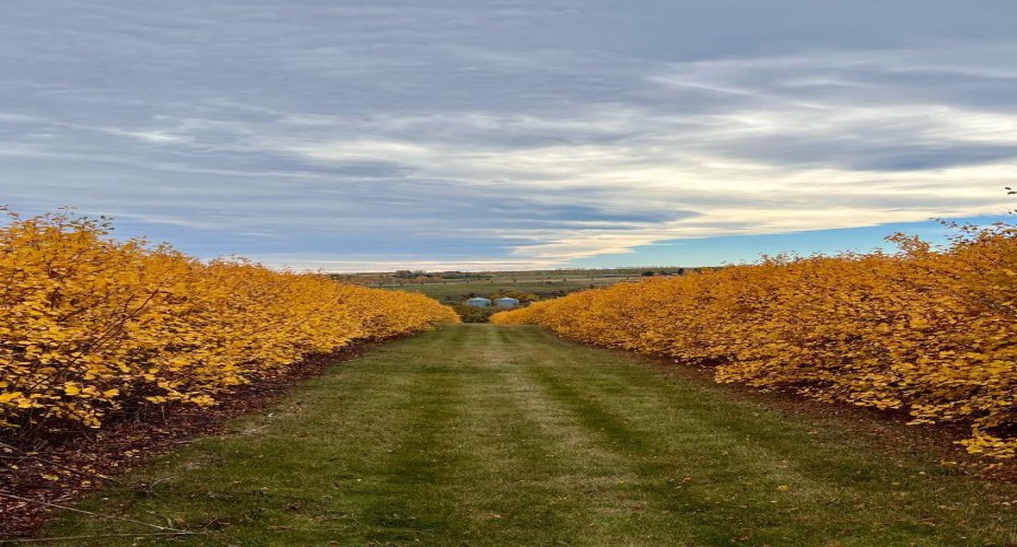 29250 RR 34, Rural Mountain View County, Alberta T0M 0S0, ,Agri-business,For Sale,RR 34,A2173408