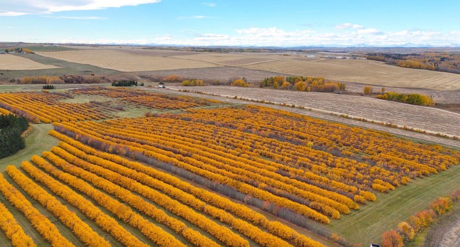 29250 RR 34, Rural Mountain View County, Alberta T0M 0S0, ,Agri-business,For Sale,RR 34,A2173408