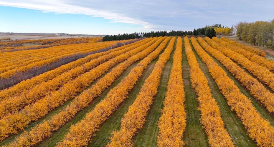 29250 RR 34, Rural Mountain View County, Alberta T0M 0S0, ,Agri-business,For Sale,RR 34,A2173408