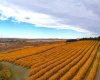 29250 RR 34, Rural Mountain View County, Alberta T0M 0S0, ,Agri-business,For Sale,RR 34,A2173408
