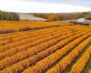 29250 RR 34, Rural Mountain View County, Alberta T0M 0S0, ,Agri-business,For Sale,RR 34,A2173408