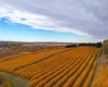 29250 RR 34, Rural Mountain View County, Alberta T0M 0S0, ,Agri-business,For Sale,RR 34,A2173408
