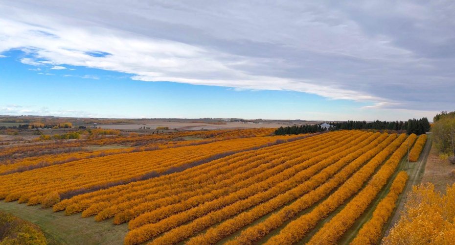 29250 RR 34, Rural Mountain View County, Alberta T0M 0S0, ,Agri-business,For Sale,RR 34,A2173408