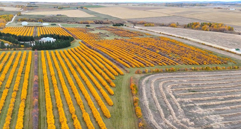 29250 RR 34, Rural Mountain View County, Alberta T0M 0S0, ,Agri-business,For Sale,RR 34,A2173408