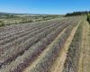 29250 RR 34, Rural Mountain View County, Alberta T0M 0S0, ,Agri-business,For Sale,RR 34,A2173408
