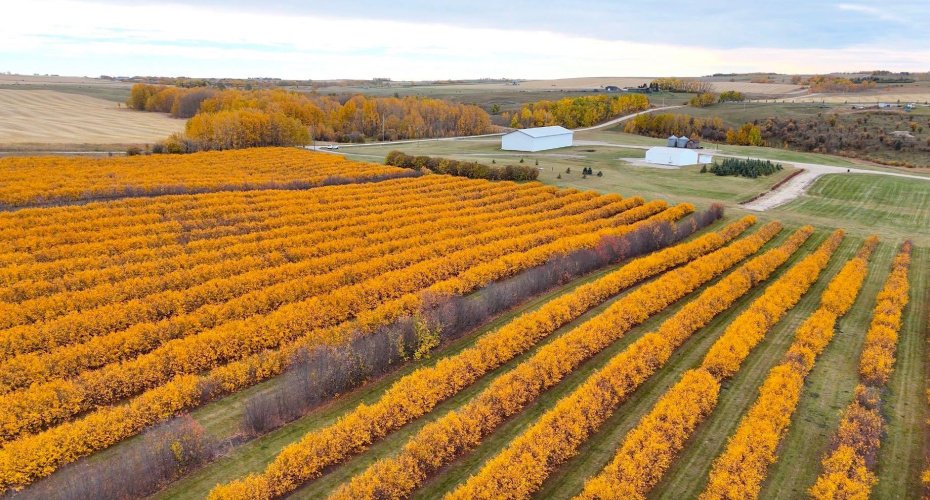 29250 RR 34, Rural Mountain View County, Alberta T0M 0S0, ,Agri-business,For Sale,RR 34,A2173408